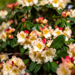 Château de Fontainebleau - jardin du parc du Château de Fontainebleau - A7C04478