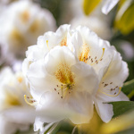 Château de Fontainebleau - jardin du parc du Château de Fontainebleau - A7C04469