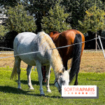 Tous en piste ! à Maisons-Laffitte (78): poneys, calèche et spectacles équestres gratuits au château