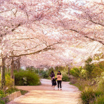 Les cerisiers en fleurs au Parc de Billancourt à Boulogne-Billancourt, Hanami aux portes de Paris