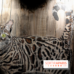 Chacun cherche son chat, nos photos de l'expo à Fluctuart - Expo Chat 11