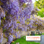 Ou voir les plus belles glycines de Paris, les spots incontournables et cachés - Chevreuse