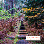 Journée internationale des forêts 2025 : des visites guidées gratuites en forêt de Fontainebleau