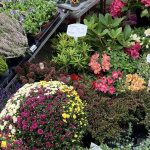 La Fête des Plantes de Viroflay 2026 (78)