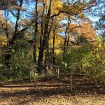 Evasion verte, le parcours accrobranche du Parc Floral de Paris, saison 2025
