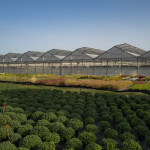 Val d'Oise : des milliers de plantes aux Portes ouvertes du centre Horticole du Grand Paris