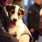 Animal Expo 2016 au Parc Floral de Paris