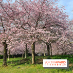 Où voir des cerisiers en fleurs à Paris et en Île-de-France : nos spots coup de cœur !