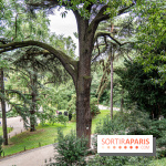 Le Jardin des Plantes cache le plus ancien cèdre du Liban de Paris, histoire insolite