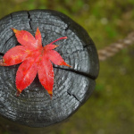 &laquo; Le Qu&eacute;bec, l&rsquo;automne en majest&eacute; &raquo;, une exposition gratuite &agrave; Bercy Village