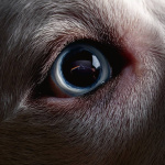 Florent Pagny, Kylie Minogue, 30STM : 15 albums très attendus à la rentrée 2023