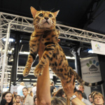 Salon Chiens Chats 2019 - Le salon pour mieux les choisir