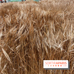 Gad Weil installe son Champ de Blés Place Vendôme