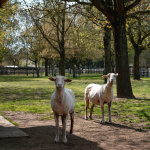 Rendez-Vous aux Jardins 2026 au parc des 33 hectares à Neuilly-sur-Marne