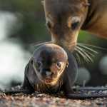 Otaries des Galápagos : un documentaire animalier signé Hugh Wilson et raconté par Emmanuel Curtil