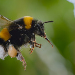 Les Secrets des abeilles : le documentaire arrive sur Disney+