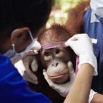 Popi ou l’état sauvage : une jeune orang-outan apprend à retrouver la forêt