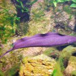 Les Vacances de Printemps à l'Aquarium Tropical