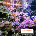 L'Aquarium de la Porte Dorée se renouvelle