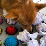 Un programme pour occuper les chiens pendant le confinement