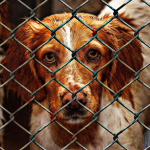 Coronavirus : Déplacements autorisés pour l’adoption d’animaux en refuge