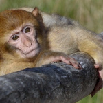 Terre de Singes à Lumigny : un zoo en immersion avec les singes 