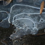 Neige et verglas : vos poissons d'étang tiennent-ils le coup et que faut-il vraiment surveiller ?