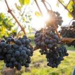 Visite et dégustation au vignoble de Vauhallan