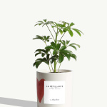 Saint-Valentin 2023 : les idées cadeaux à petit prix