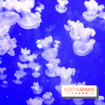 L'Aquarium de Paris ouvre son Médusarium