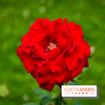 Roseraie de Provins