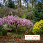 Cerisiers en fleurs à paris et aux alentours - Parc Montsouris