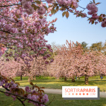 Le Parc de Sceaux et ses cerisiers en fleurs