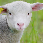 La Fête de l'animal en ville pour sensibiliser au bien-être des animaux à Paris
