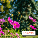 fleurs nature visuels actualités