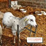 Le Château de Rambouillet et sa Bergerie nationale, un domaine d'exception en Ile-de-France