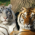 Le zoo du Bois d'Attilly (77), une visite &agrave; la d&eacute;couverte des animaux sauvages venus du monde entier