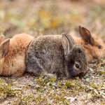 La Ménagerie Saint-Baudile, la ferme pédagogique bucolique de Neuilly-sur-Marne (93)