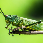 Maison des insectes à carrières sous poissy