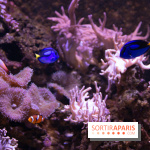 Vacances de Pâques 2019 à Sea Life Paris : invitations