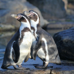 Manchots de Humboldt