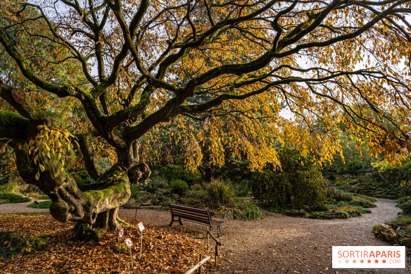 Le Jardin Alpin caché du Jardin des Plantes