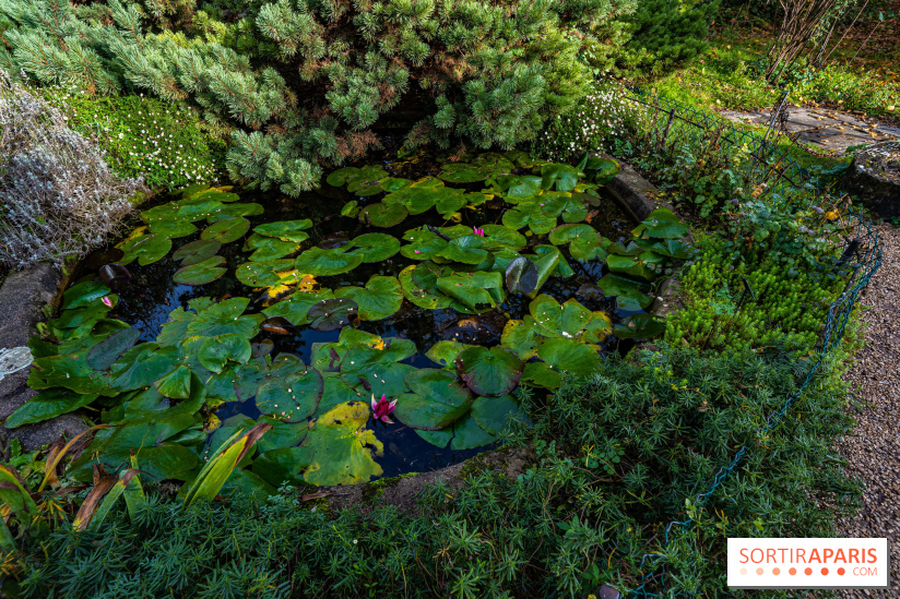 Le Jardin Alpin caché du Jardin des Plantes