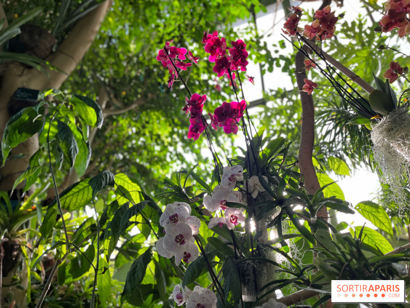 Orchidées - jardin des plantes