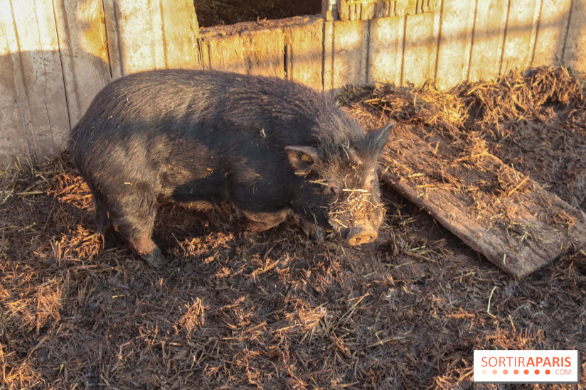 Fermes de Gally - Saint Denis - 9DA1B78D 2F81 458B A6A2 43632C343A31