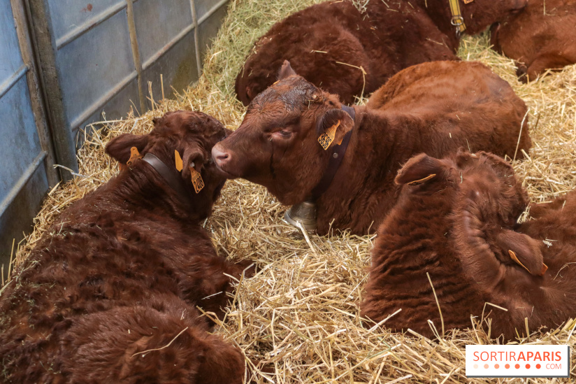 Salon de l'agriculture 2023 - 20230227154759 IMG 3915