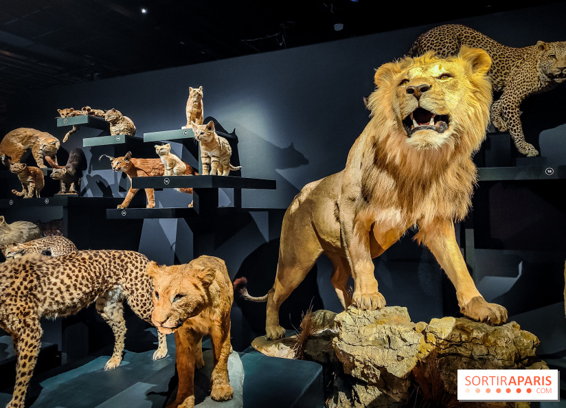 Félins, l'exposition qui nous fait craquer au Muséum national d'Histoire naturelle - photos