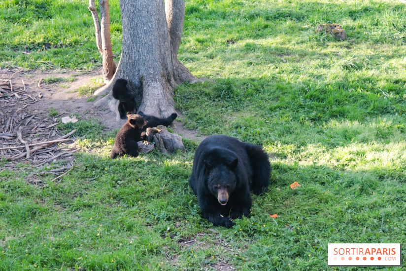 Zoo de Thoiry 2023 - 395AE9C7 63AA 4801 BD62 D542BCB49AE2