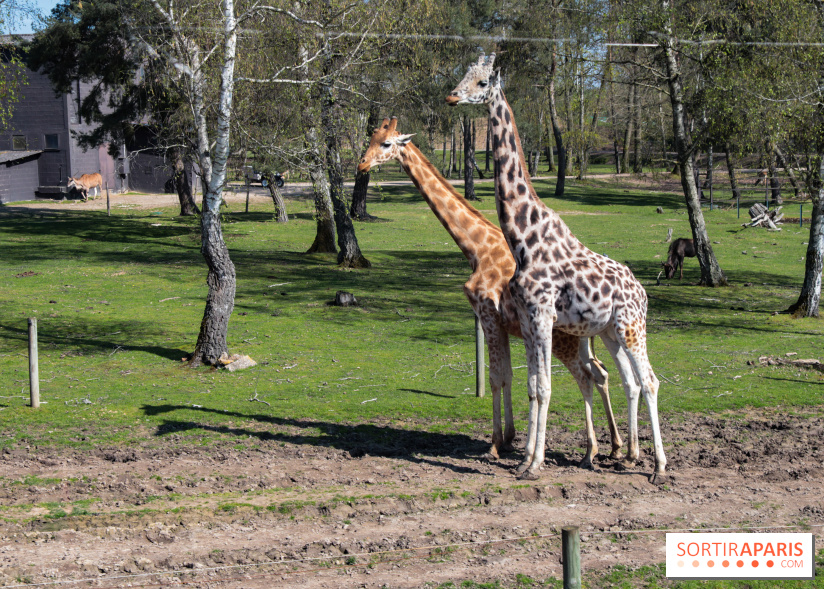 Zoo de Thoiry 2023 - Girafes