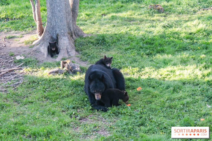 Les tanières du zoo de Thoiry 2023 - Ours